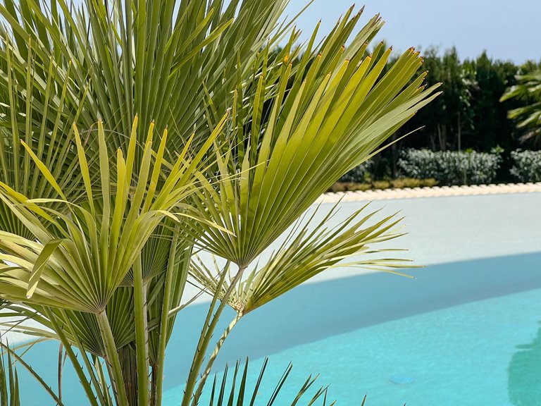 Villa à vendre à Benahavis Málaga 43