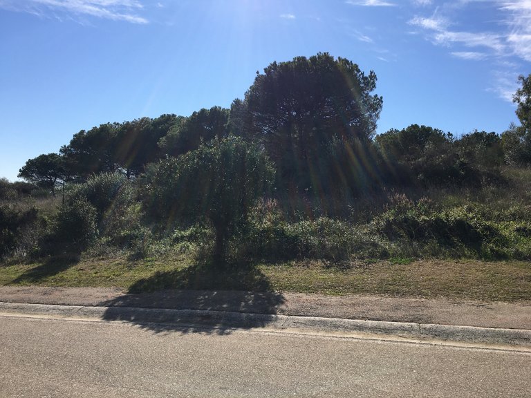 Plot for Sale in Sotogrande Cadiz 30