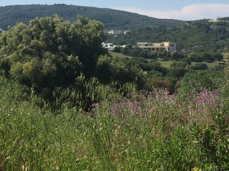 Plot for Sale in Sotogrande Cadiz 4