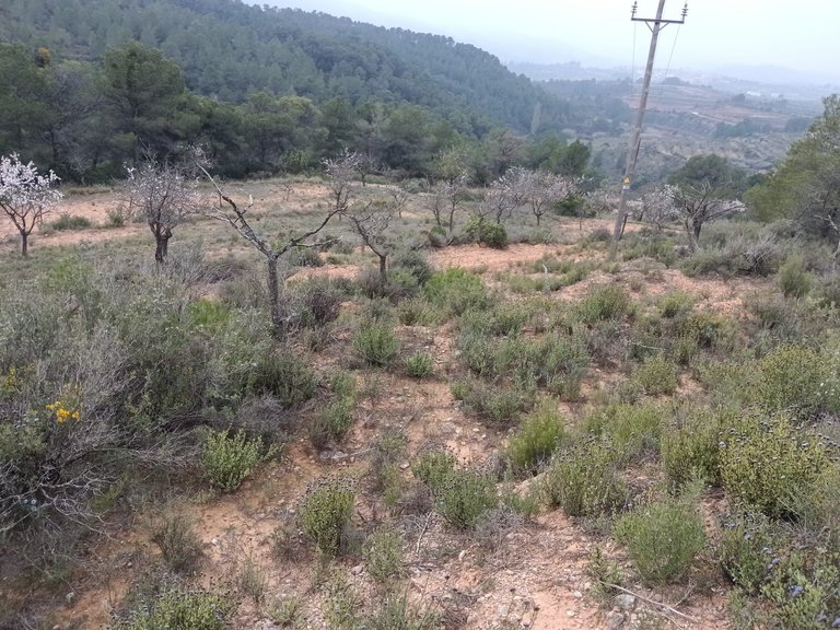 Encanto Rural en Bot con 2 Hectáreas de Almendros y una casita con cisterna 1