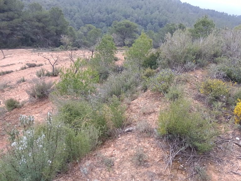 Encanto Rural en Bot con 2 Hectáreas de Almendros y una casita con cisterna 12