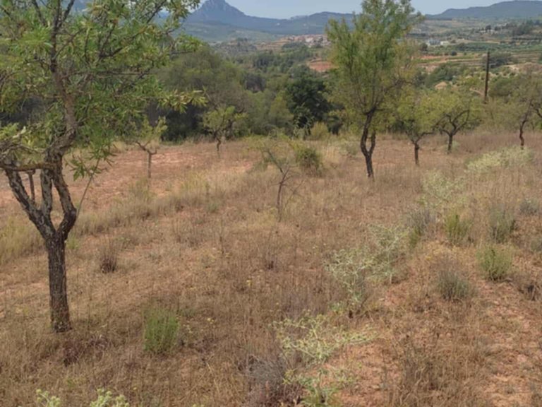 Encanto Rural en Bot con 2 Hectáreas de Almendros y una casita con cisterna 5