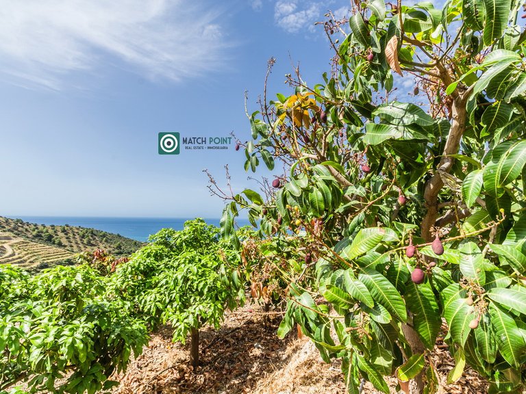BEAUTIFUL HOUSE WITH VIEWS IN A TROPICAL FRUIT PLANTATION 90