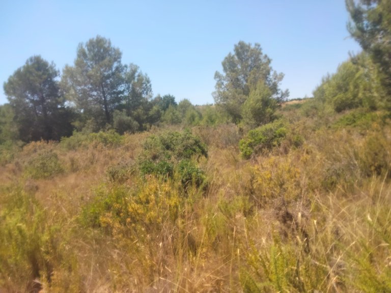 Parcela rústica en Venta 3