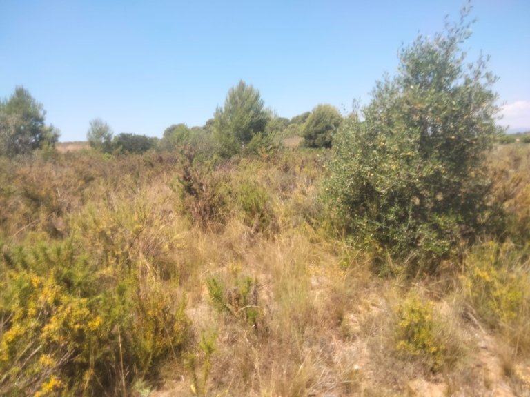 Parcela rústica en Venta 5