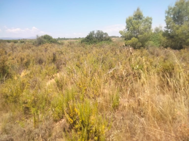 Parcela rústica en Venta 6
