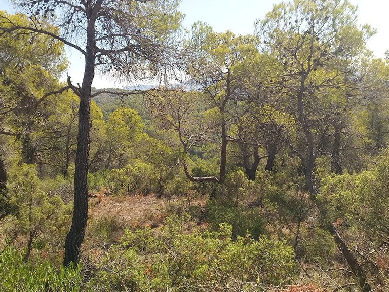 Magnífica Finca con Caseta de Piedra y Vistas a “Els Ports” 2