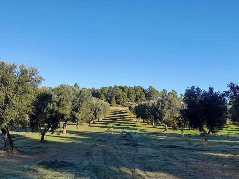 Finca con Olivos Milenarios y Caseta de Campo en Arens de Lledó 1