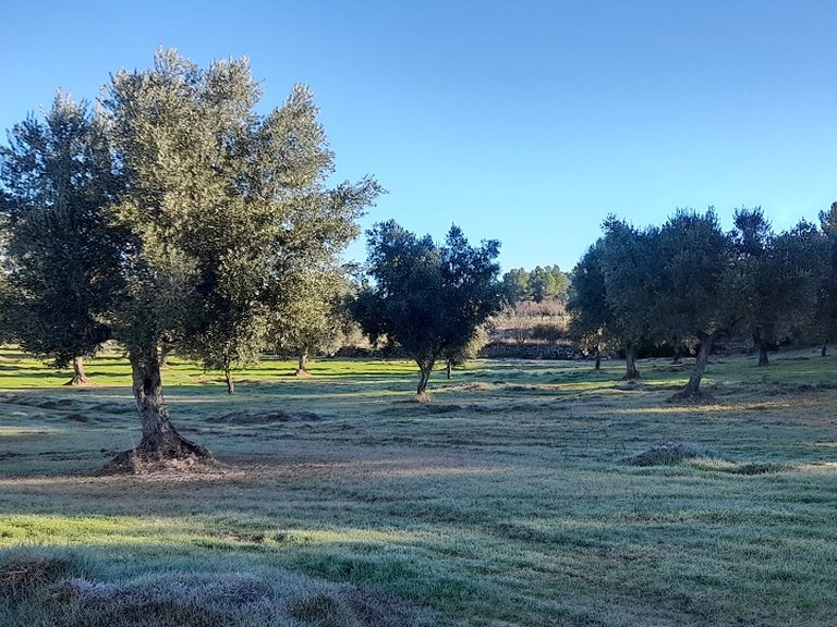 Finca con Olivos Milenarios y Caseta de Campo en Arens de Lledó 2