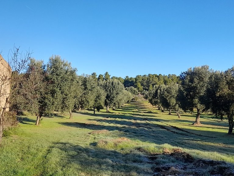Finca con Olivos Milenarios y Caseta de Campo en Arens de Lledó 3