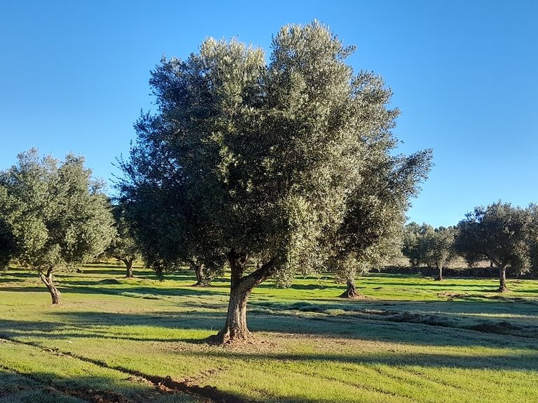 Finca con Olivos Milenarios y Caseta de Campo en Arens de Lledó 5