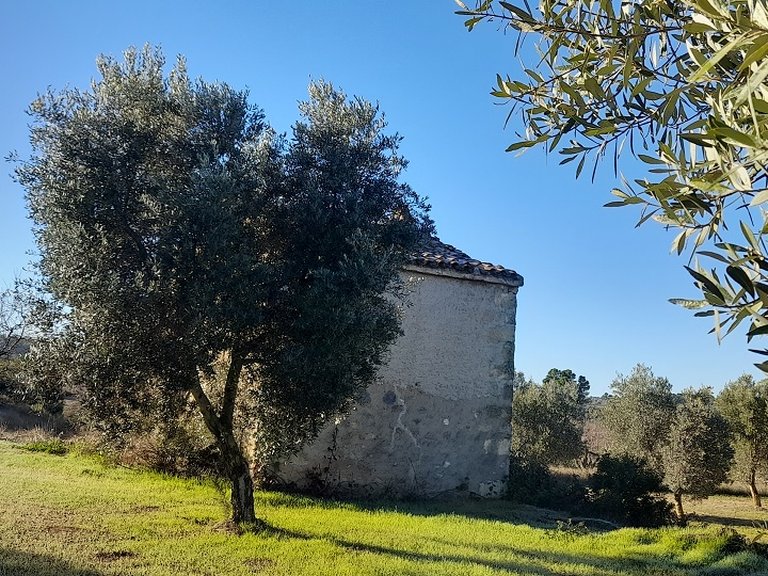 Finca con Olivos Milenarios y Caseta de Campo en Arens de Lledó 6