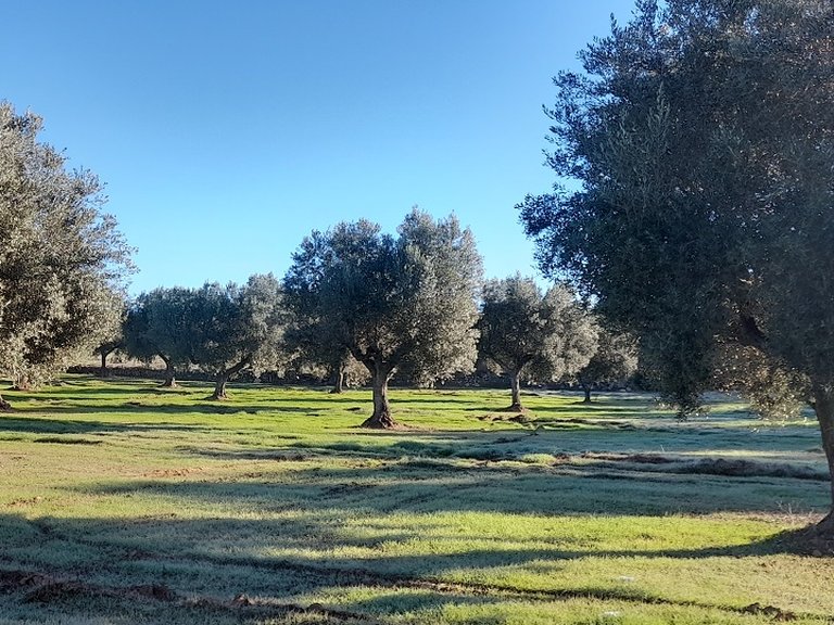 Finca con Olivos Milenarios y Caseta de Campo en Arens de Lledó 7