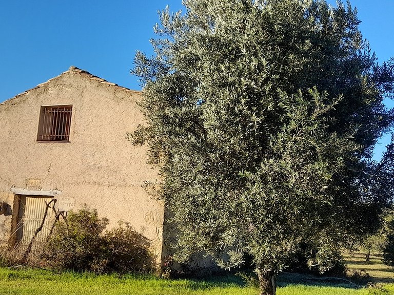 Finca con Olivos Milenarios y Caseta de Campo en Arens de Lledó 8