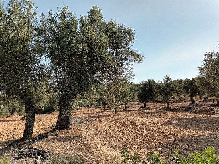 Finca Rústica con Olivos Centenarios: Tu Refugio en la Vall de les Fosses En Venta Entorno Rural 1