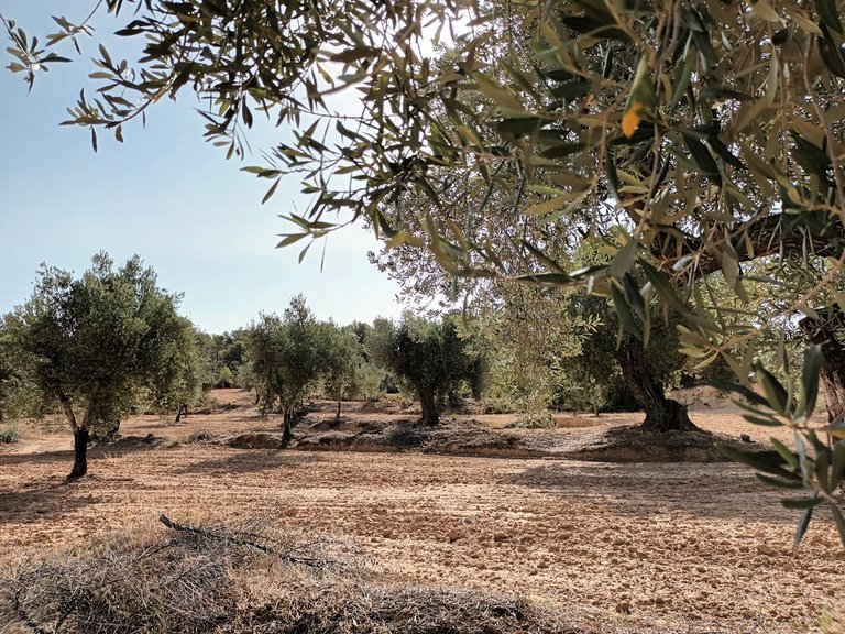 Finca Rústica con Olivos Centenarios: Tu Refugio en la Vall de les Fosses En Venta Entorno Rural 2