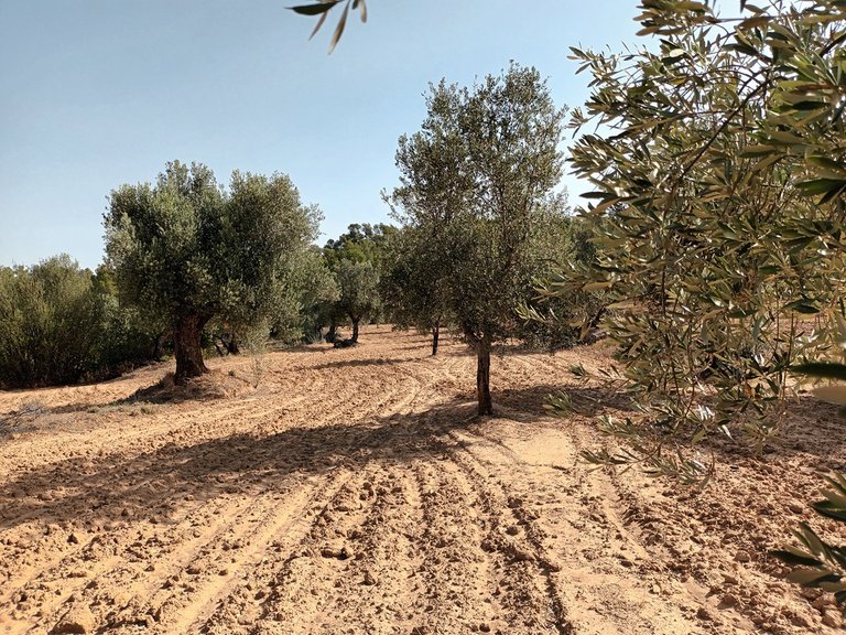 Finca Rústica con Olivos Centenarios: Tu Refugio en la Vall de les Fosses En Venta Entorno Rural 3