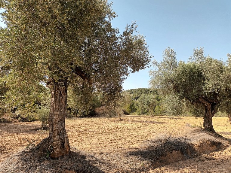 Finca Rústica con Olivos Centenarios: Tu Refugio en la Vall de les Fosses En Venta Entorno Rural 4