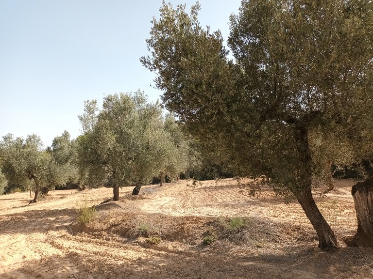 Finca Rústica con Olivos Centenarios: Tu Refugio en la Vall de les Fosses En Venta Entorno Rural 5