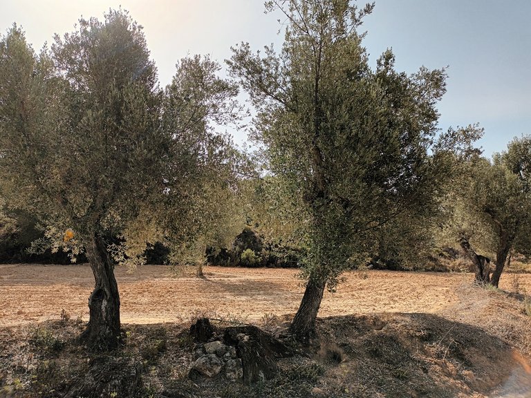 Finca Rústica con Olivos Centenarios: Tu Refugio en la Vall de les Fosses En Venta Entorno Rural 6