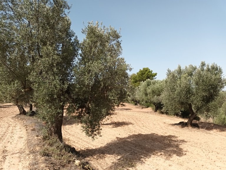 Finca Rústica con Olivos Centenarios: Tu Refugio en la Vall de les Fosses En Venta Entorno Rural 8
