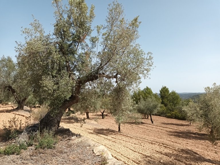 Exclusiva Finca de 2 Hectáreas con Olivos Milenarios junto a San Pol En Venta Entorno Rural 1