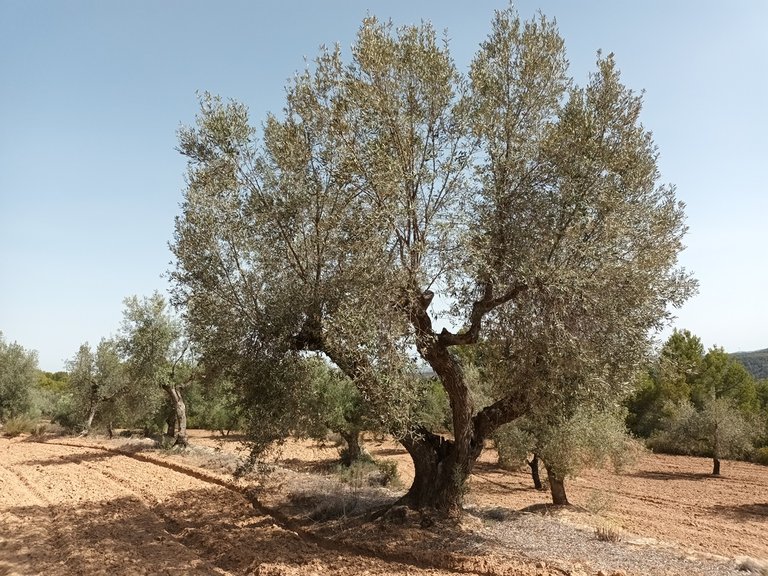 Exclusiva Finca de 2 Hectáreas con Olivos Milenarios junto a San Pol En Venta Entorno Rural 2