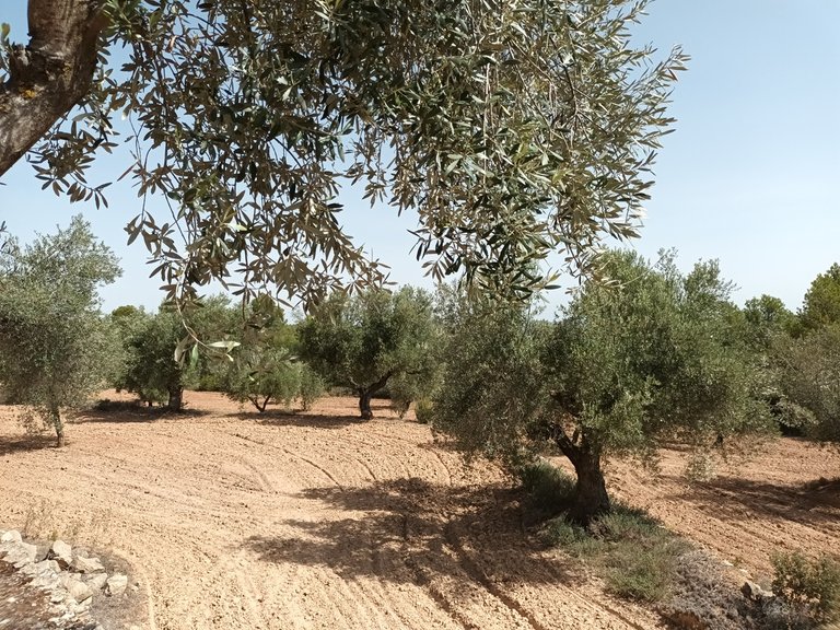 Exclusiva Finca de 2 Hectáreas con Olivos Milenarios junto a San Pol En Venta Entorno Rural 3