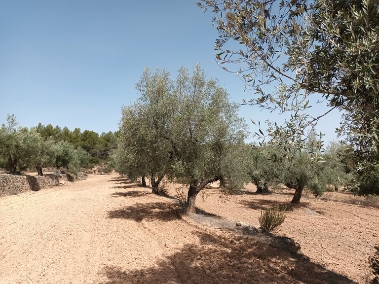 Exclusiva Finca de 2 Hectáreas con Olivos Milenarios junto a San Pol En Venta Entorno Rural 4