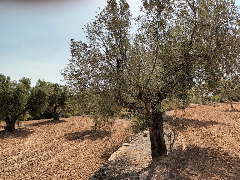 Exclusiva Finca de 2 Hectáreas con Olivos Milenarios junto a San Pol En Venta Entorno Rural 5