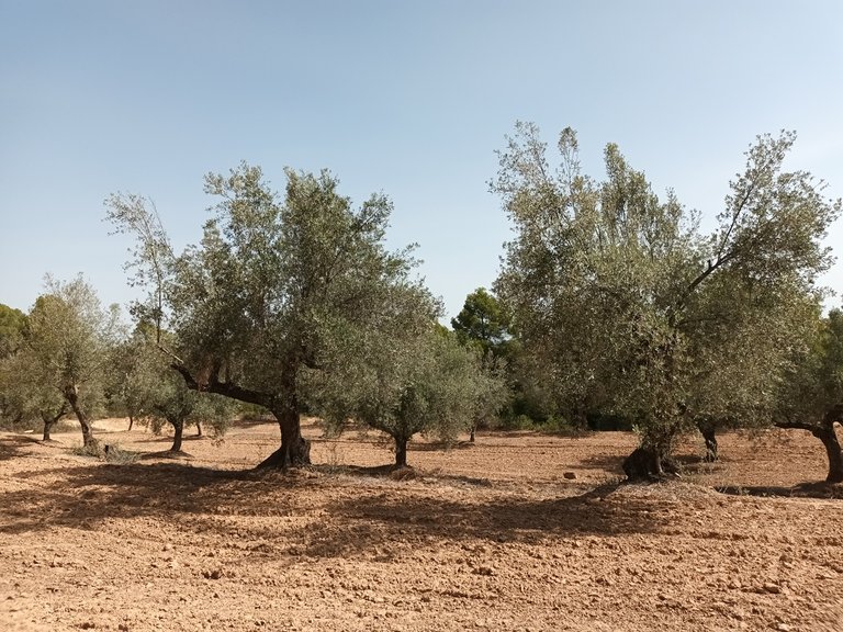 Exclusiva Finca de 2 Hectáreas con Olivos Milenarios junto a San Pol En Venta Entorno Rural 6