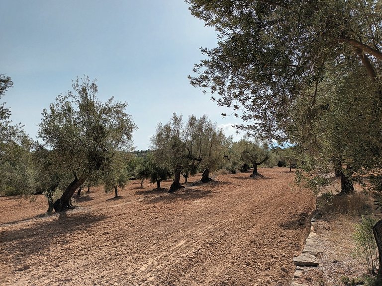 Exclusiva Finca de 2 Hectáreas con Olivos Milenarios junto a San Pol En Venta Entorno Rural 7