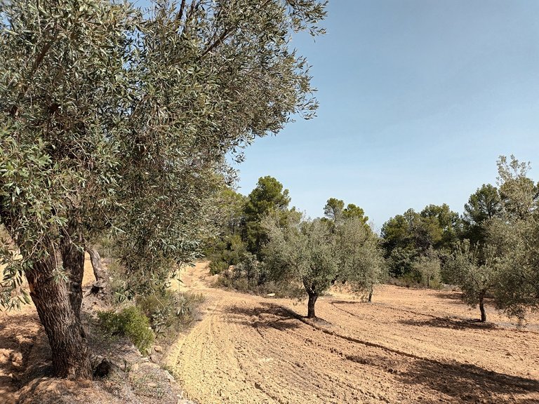 Exclusiva Finca de 2 Hectáreas con Olivos Milenarios junto a San Pol En Venta Entorno Rural 8