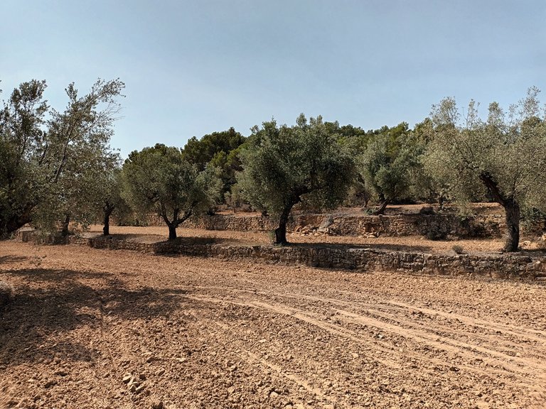 Exclusiva Finca de 2 Hectáreas con Olivos Milenarios junto a San Pol En Venta Entorno Rural 9