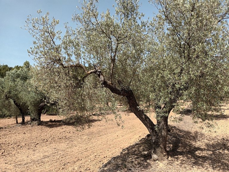 Finca con Vistas Panorámicas a “Els Ports” en Arens de Lledó 1