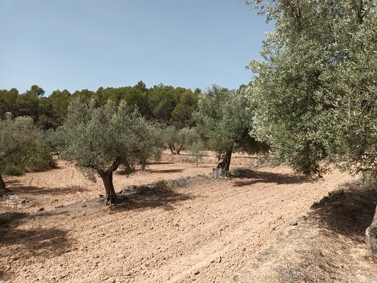 Finca con Vistas Panorámicas a “Els Ports” en Arens de Lledó 2