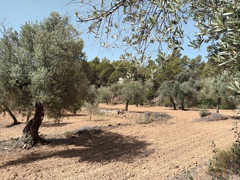 Finca con Vistas Panorámicas a “Els Ports” en Arens de Lledó 3