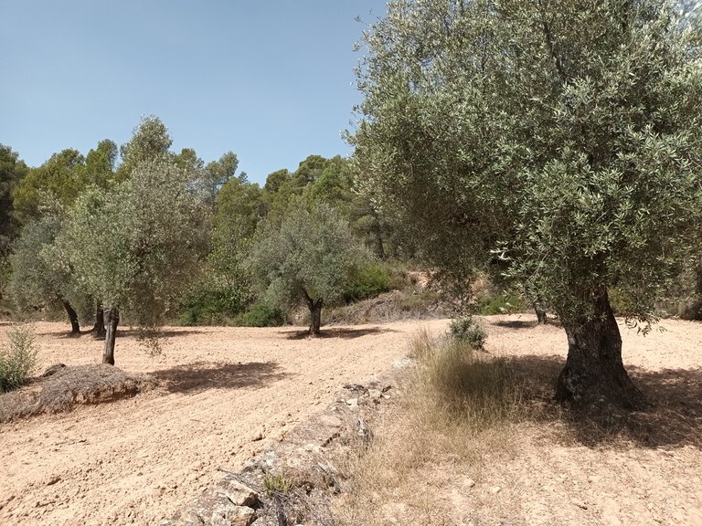 Finca con Vistas Panorámicas a “Els Ports” en Arens de Lledó 4