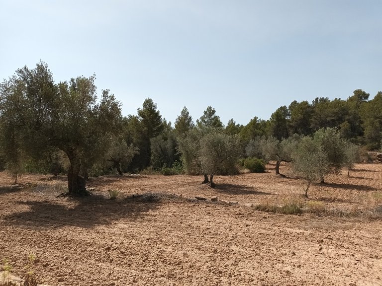 Finca con Vistas Panorámicas a “Els Ports” en Arens de Lledó 5