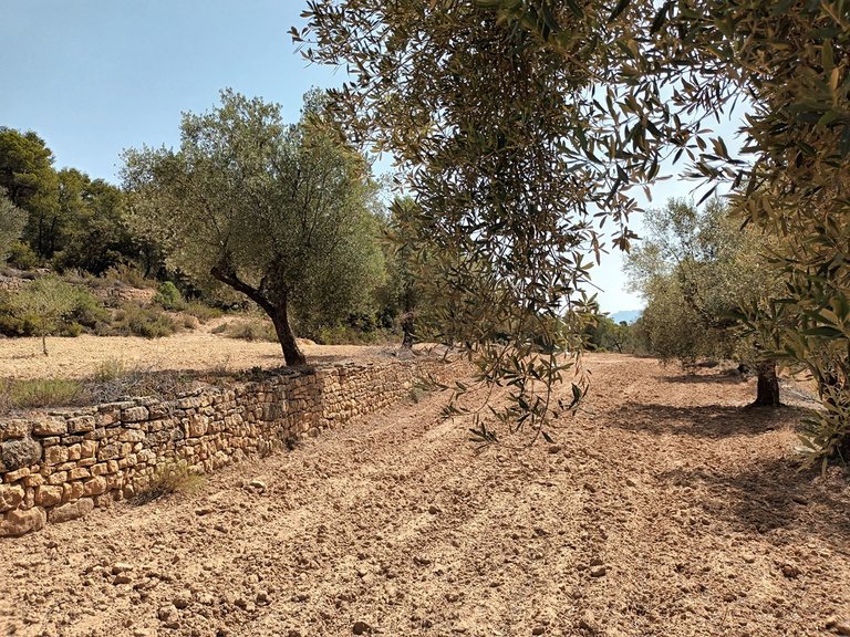 Finca con Vistas Panorámicas a “Els Ports” en Arens de Lledó 6