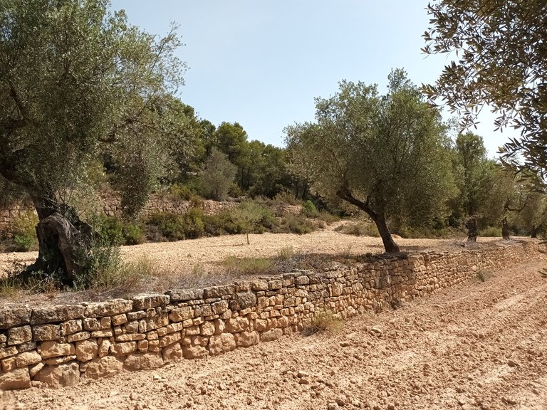 Finca con Vistas Panorámicas a “Els Ports” en Arens de Lledó 7