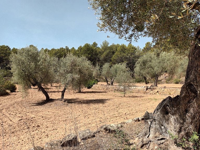 Finca con Vistas Panorámicas a “Els Ports” en Arens de Lledó 8