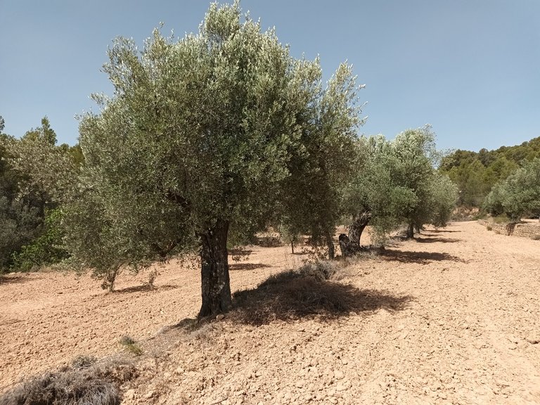 Finca con Vistas Panorámicas a “Els Ports” en Arens de Lledó 9