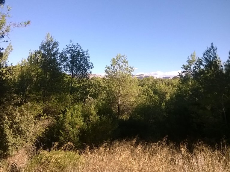 Magnífica Finca con Caseta de Piedra y Vistas a “Els Ports” 13