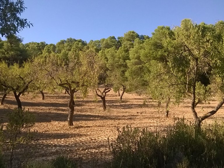 Magnífica Finca con Caseta de Piedra y Vistas a “Els Ports” 10