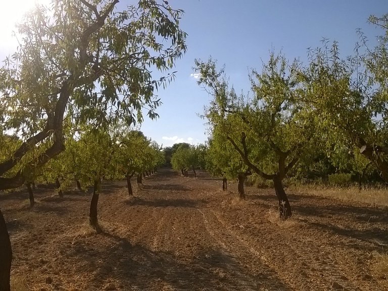 Magnífica Finca con Caseta de Piedra y Vistas a “Els Ports” 11