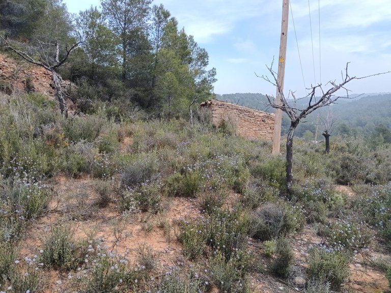 Encanto Rural en Bot con 2 Hectáreas de Almendros y una casita con cisterna 2