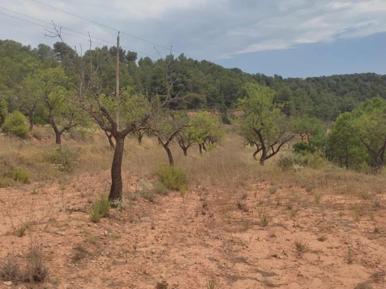 Encanto Rural en Bot con 2 Hectáreas de Almendros y una casita con cisterna 8