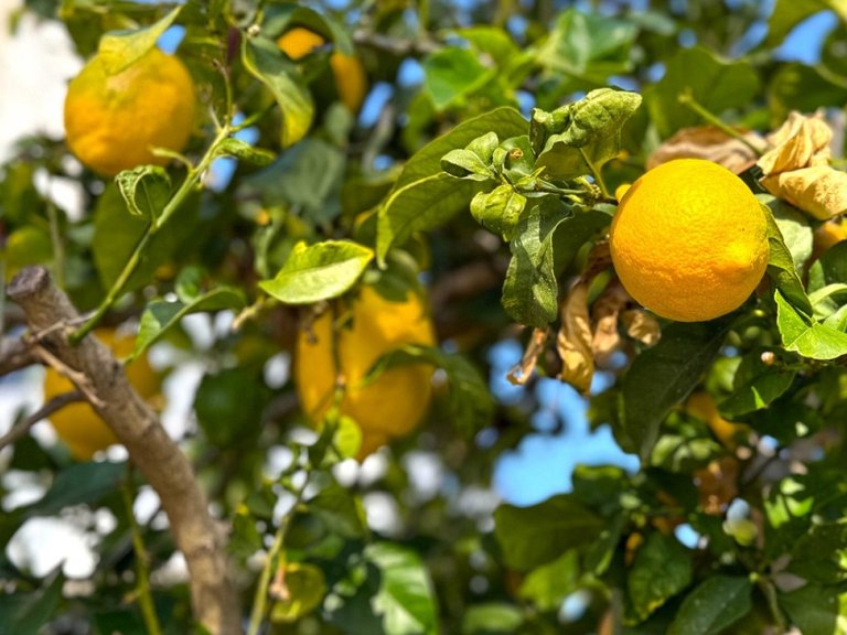 Villa for Sale in Villamartin, Orihuela Costa, Alicante 46