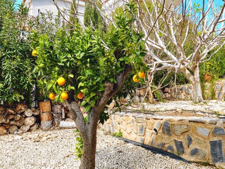 Villa for Sale in Orihuela Costa, Alicante 42